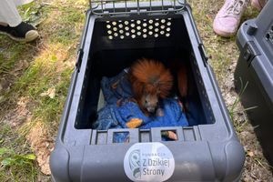 Uwolnioli wiewiórki po leczeniu