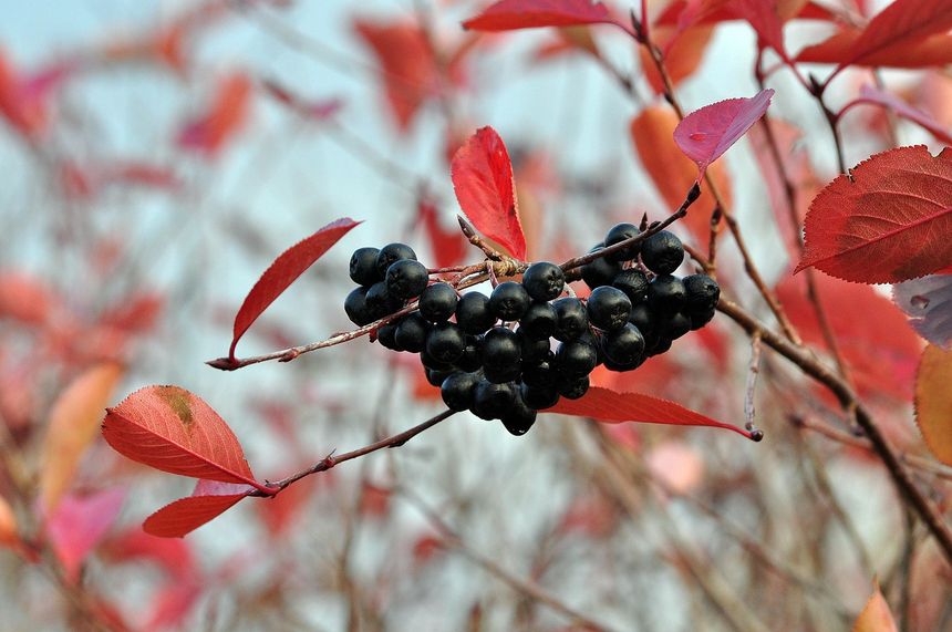 Aronia