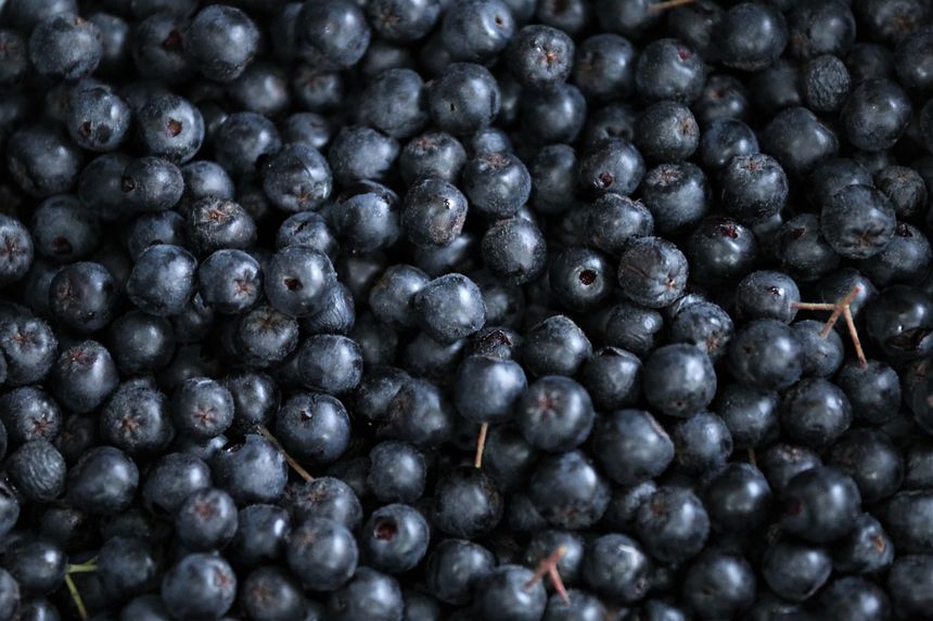 Aronia