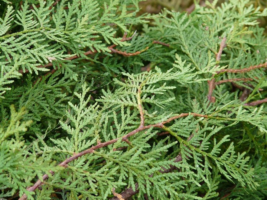 Tuja