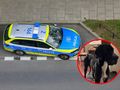 Policja