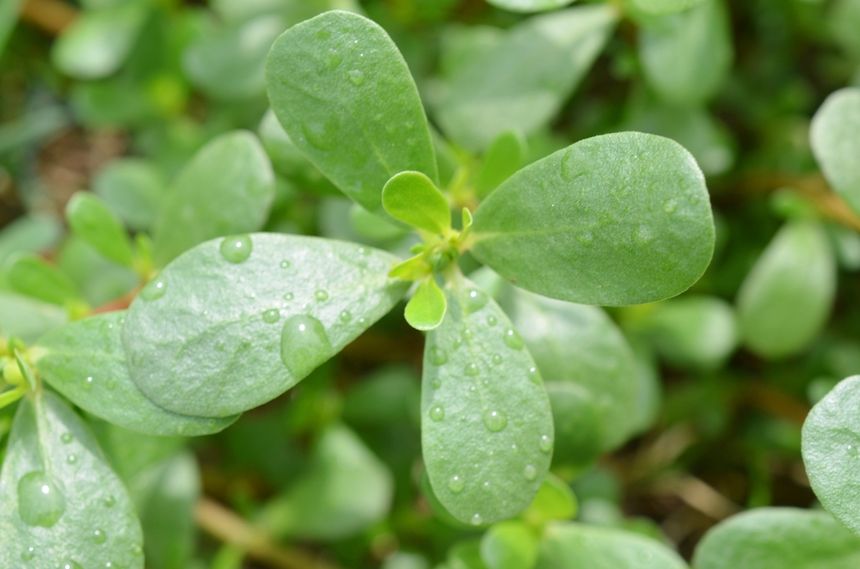 Portulaka