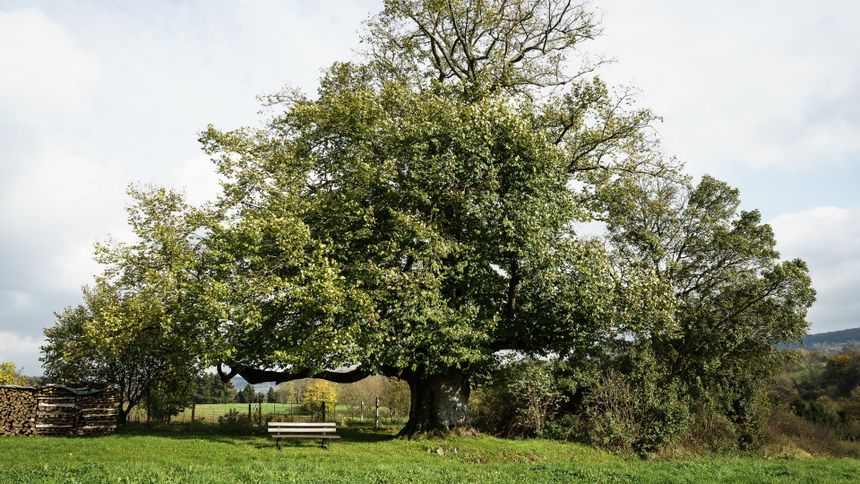Lipa to naturalna klimatyzacja