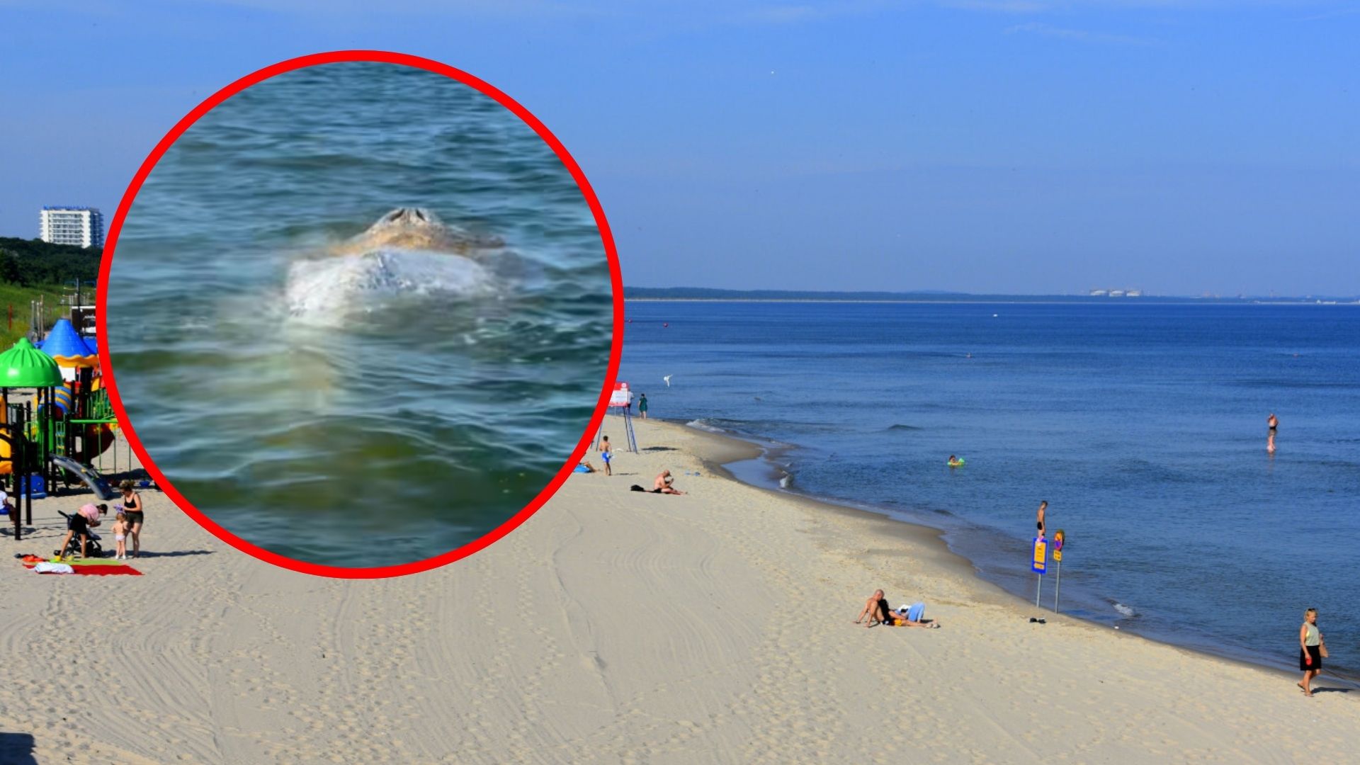 Niezwykły widok na Bałtyku. Wieloryb pojawił się przy plaży w Międzyzdrojach