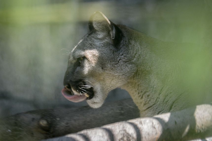 Puma