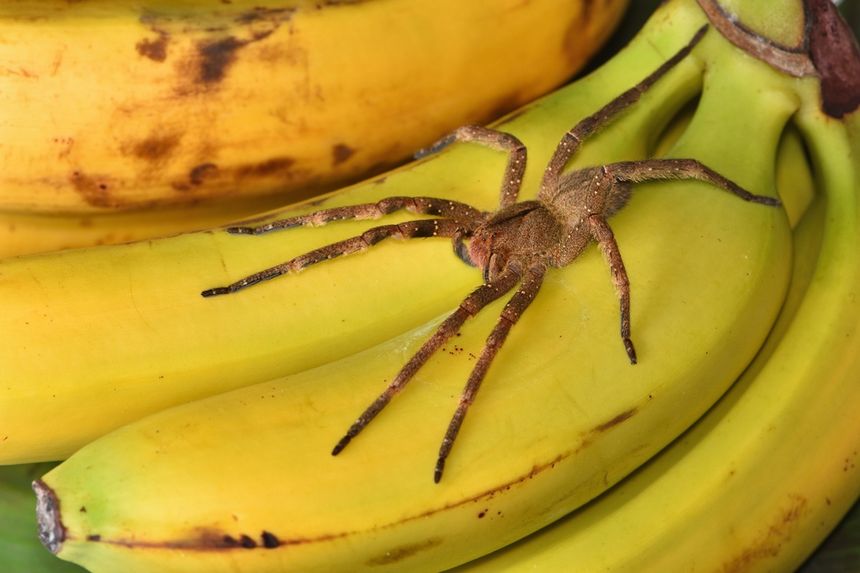 Wałęsak brazylijski na bananach