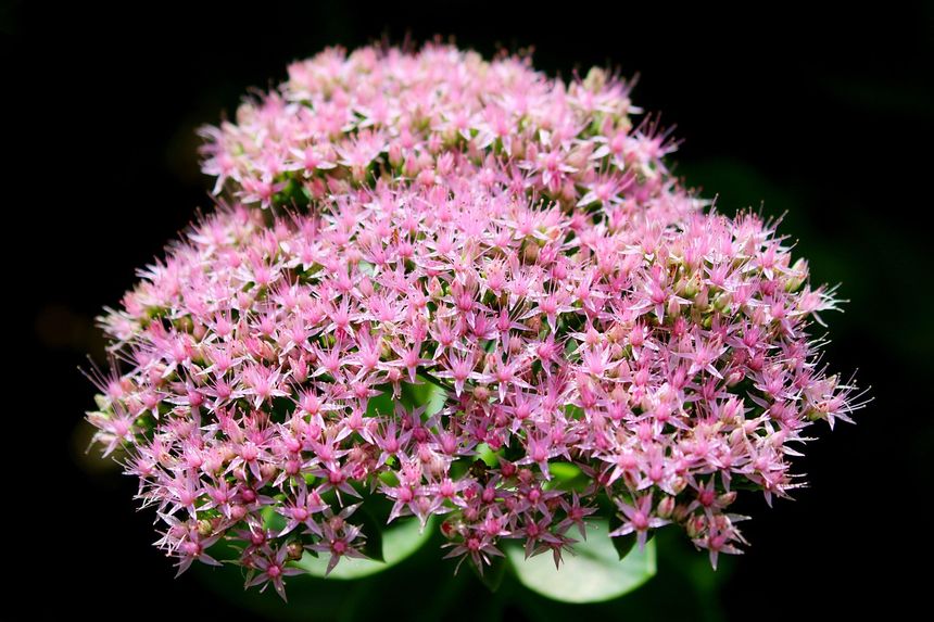 Rozchodnik okazały (Hylotelephium spectabile)