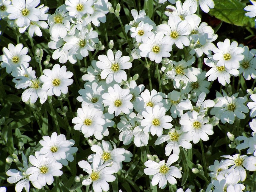 Rogownica kutnerowata (Cerastium tomentosum)