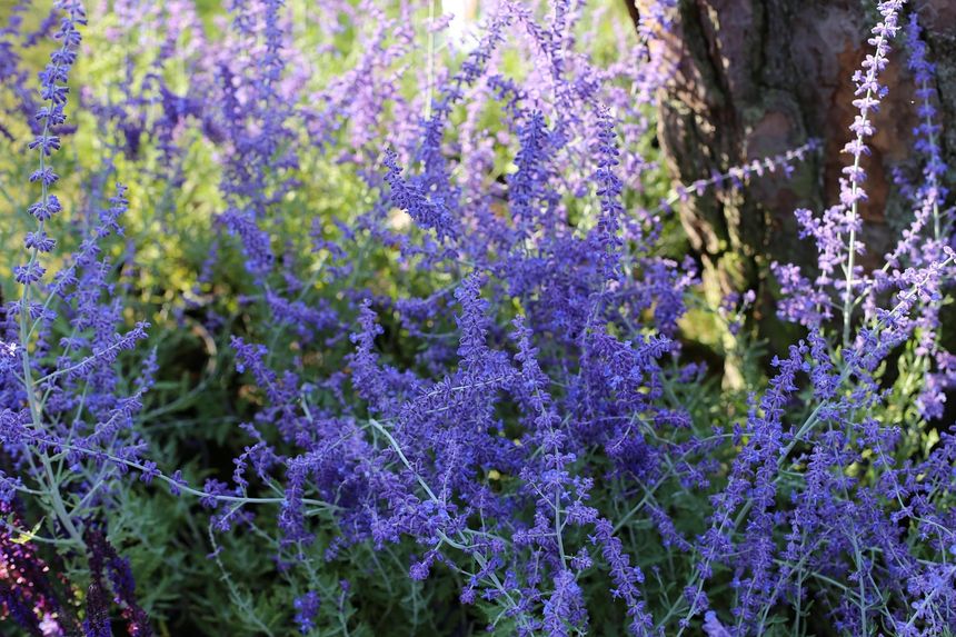 Perowskia łobodolistna (Perovskia atriplicifolia)
