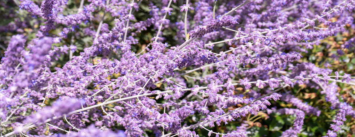 Perowskia łobodolistna (Perovskia atriplicifolia)
