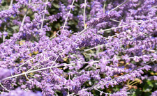 Perowskia łobodolistna (Perovskia atriplicifolia)