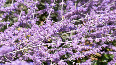 Perowskia łobodolistna (Perovskia atriplicifolia)