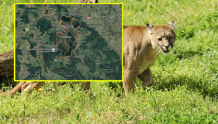 Puma w Wałbrzychu?