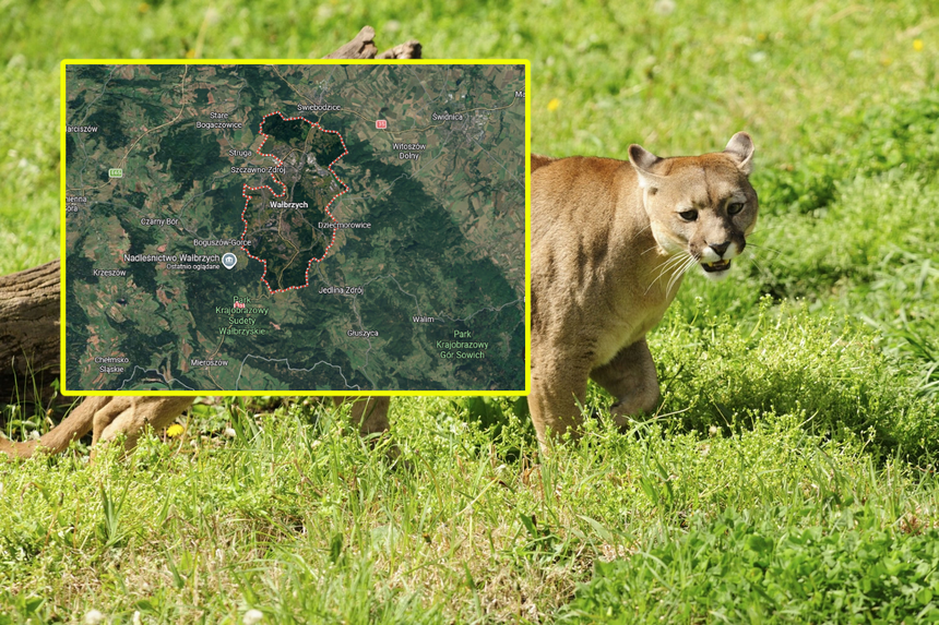 Puma w Wałbrzychu?