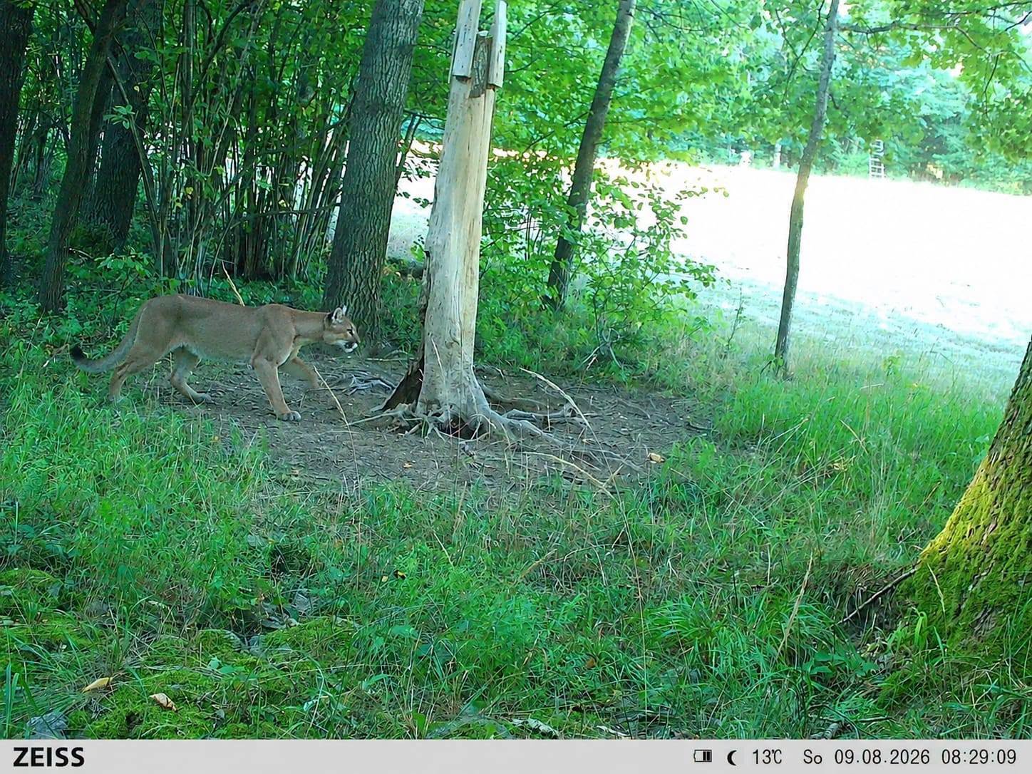 Puma pod Wałbrzychem to fake. Policja ma nowy cel w tej sprawie