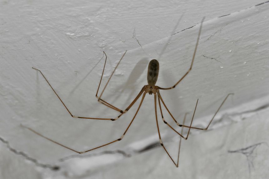 pająk nasosznik trzęś Pholcus phalangioides