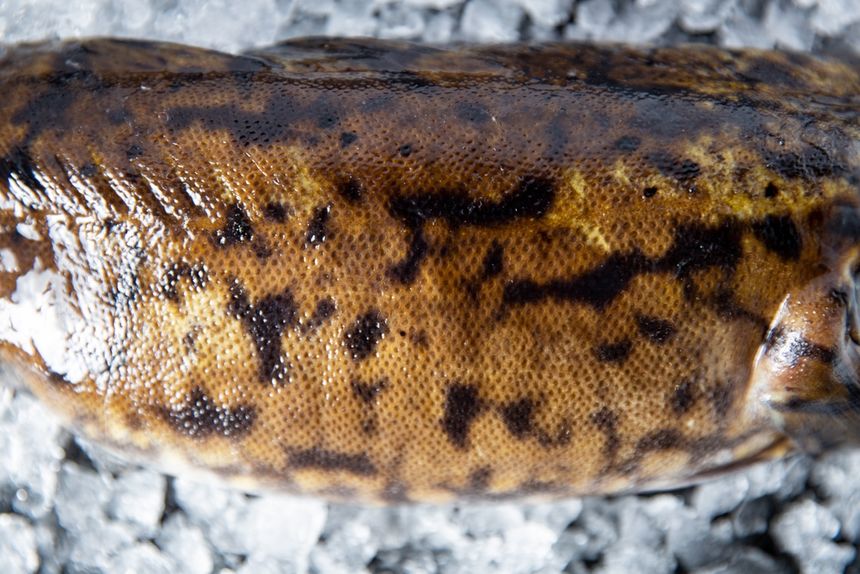 Miętus (Lota lota)