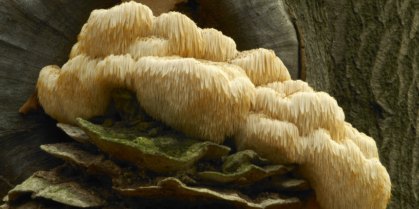 grzyb soplówka jeżowata Hericium erinaceus