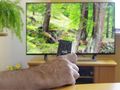 oglądanie telewizji