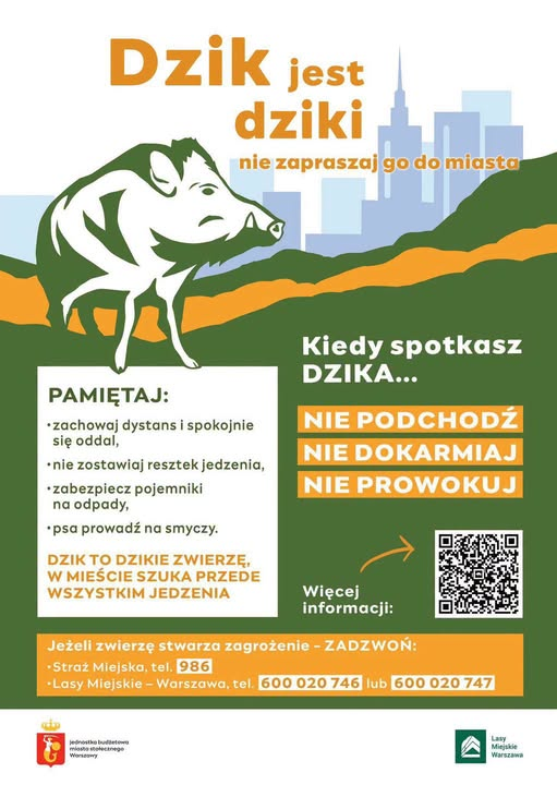 Dziki w Warszawie