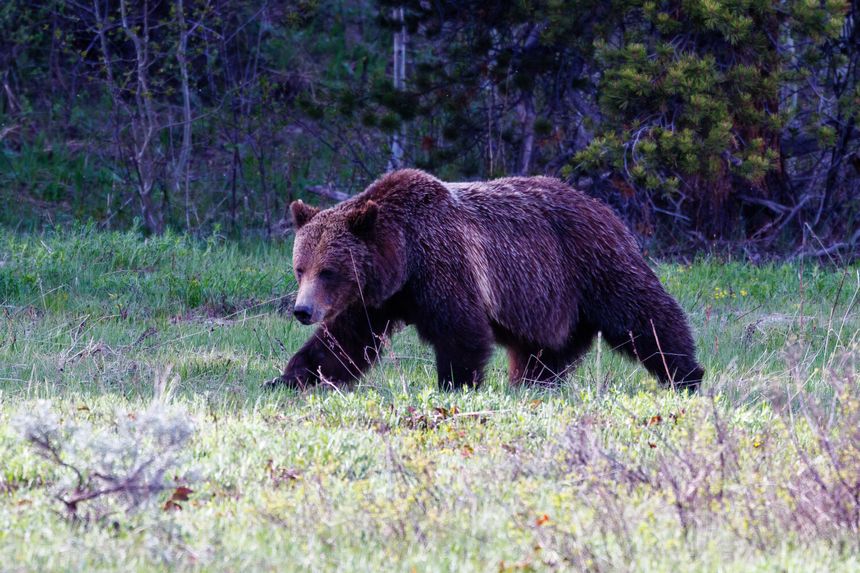 niedźwiedź grizzly