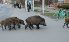 Dziki w Warszawie