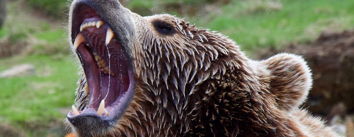 Atak niedźwiedzia
