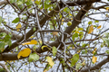 trujące drzewo Manchineel
