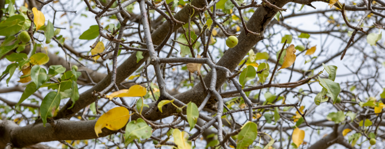 trujące drzewo Manchineel