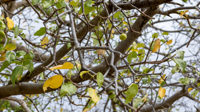 trujące drzewo Manchineel