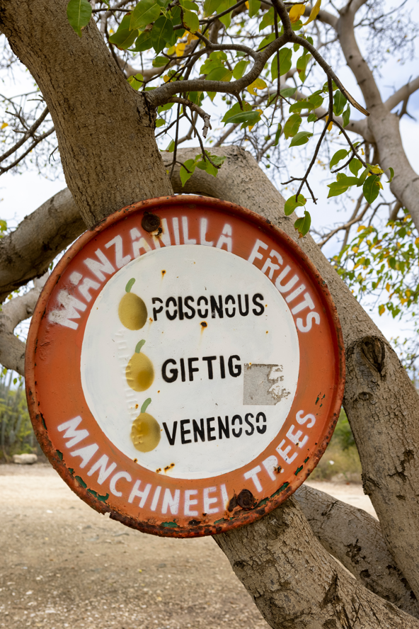 drzewo manchineel 
