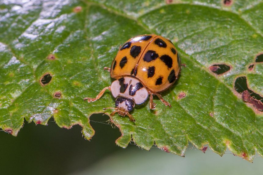 biedronka azjatycka  Harmonia axyridis