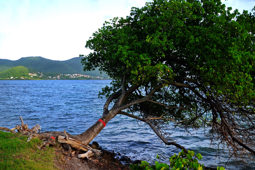 Manchineel, trujące drzewo