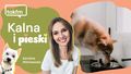 Co może jeść pies?