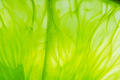 Limonka
