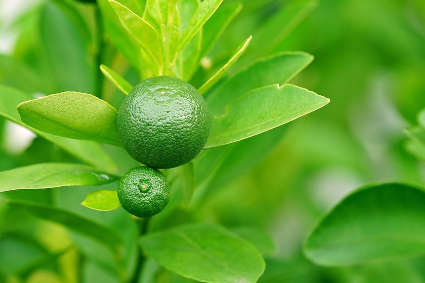 Limonka