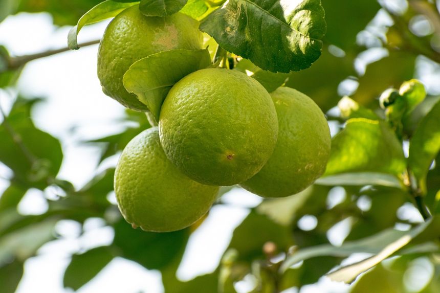Limonka
