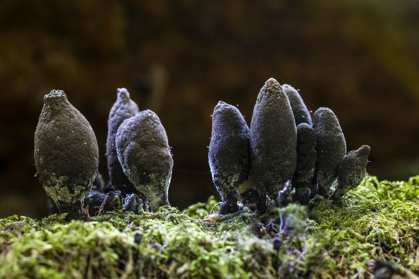Próchnilec maczugowaty (Xylaria polymorpha)