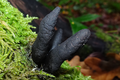 grzyby w Polsce, palce umarlaka,Xylaria polymorpha