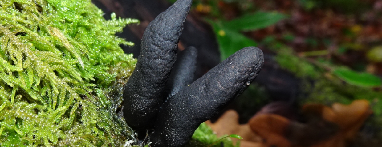 grzyby w Polsce, palce umarlaka,Xylaria polymorpha
