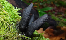 grzyby w Polsce, palce umarlaka,Xylaria polymorpha