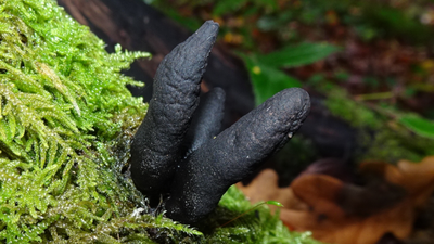 grzyby w Polsce, palce umarlaka,Xylaria polymorpha
