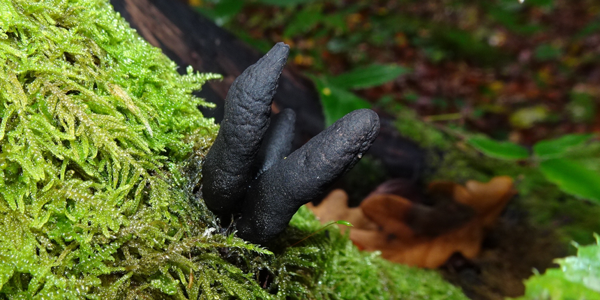 Grzyb Xylaria polymorpha, palce umarlaka