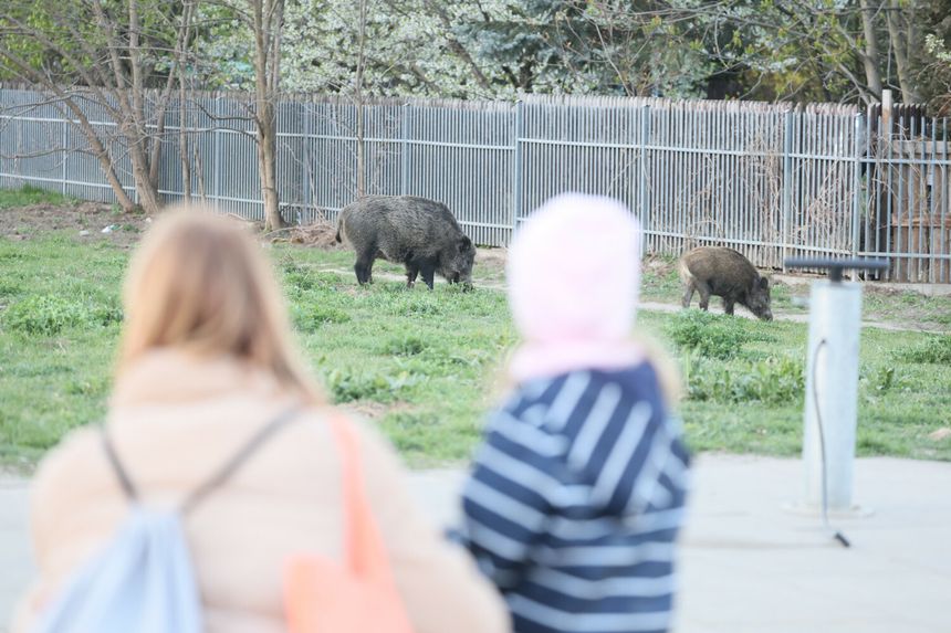 Dziki w Warszawie
