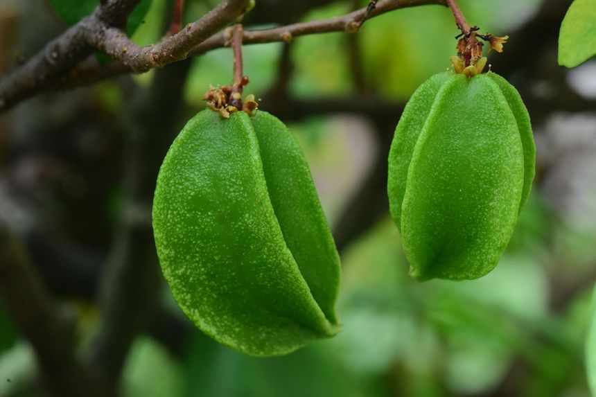 Karambola