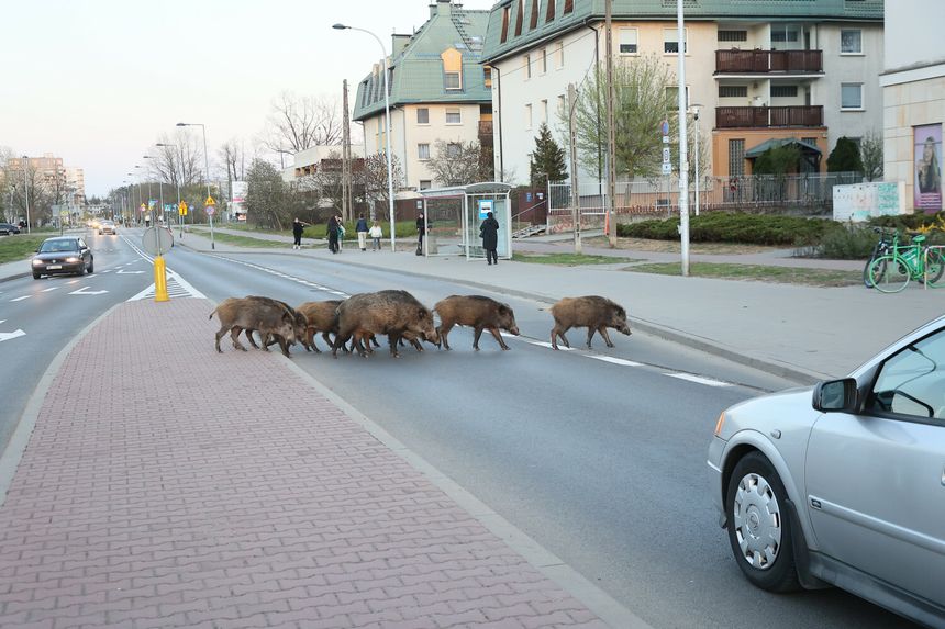 Dziki w Warszawie