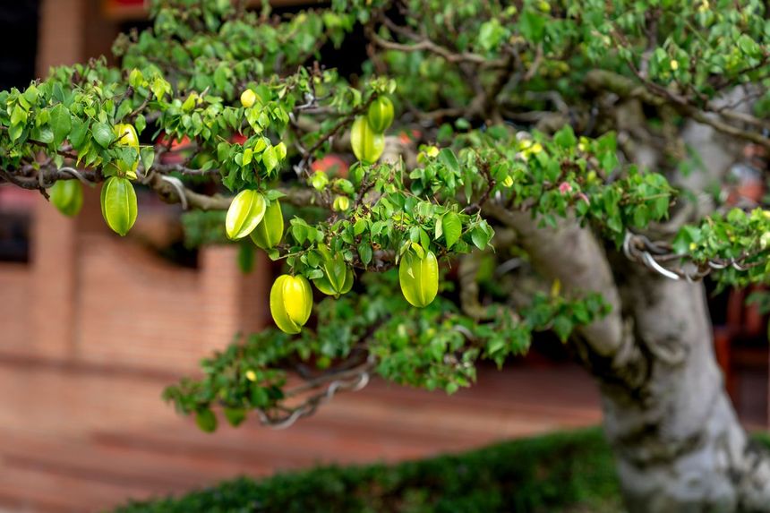Karambola