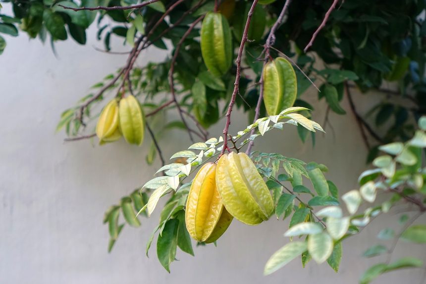 Karambola
