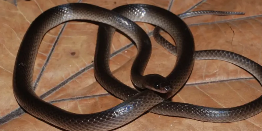Lielaphis slashi
