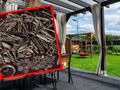 skarb wikingów znaleziony w ogrodzie